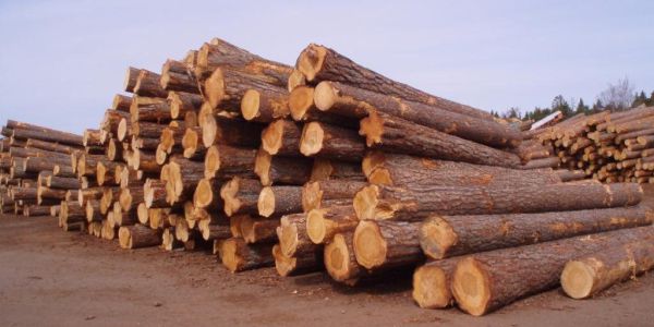 加拿大铁杉木方 6米长薄板材